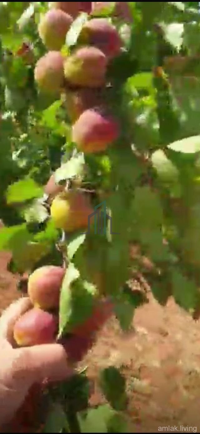 ⚜⚜للبيع مزرعة انتاجية⚜⚜     ⚜ #المنطقة : الكسوة عين السوداء