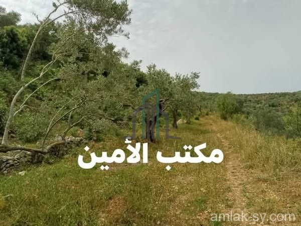 أرض 1500م مشجره زيتون للبيع