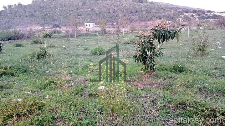 ارض 4250 تصلح لمطعم أو بناء أو قعده شعبيه وغيرها من الاستثمارات